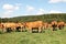 Herd Of Limousin Beef Cattle