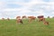 Herd of Limousin beef cattle grazing on the skyline