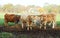 Herd of Limousin beef cattle standing bunched together in a group