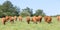 Herd of Limousin beef cows approaching in a row across a pasture