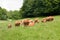 Herd of limousin cow