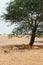 Herd of Lions family lie under tree in grass field Serebgeti savanna forest - Tanzania