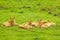 Herd of lions on grass