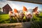 A herd of little pigs on a farm looks into the camera. Funny wide shot of piglets at sunset.