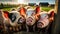 A herd of little pigs on a farm looks into the camera. Funny wide shot of piglets at sunset.