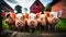 A herd of little pigs on a farm looks into the camera. Funny wide shot of piglets at sunset.