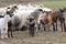 Herd of  livestock sheep and goats on the pasture