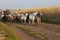A herd of livestock walking along a dirt road