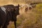 A herd of livestock walks along a dusty dirt road