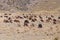 Herd of Llamas and Alpacas in Andes Mountains, Peru