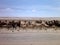 Herd of llamas at altiplano desert
