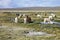 Herd of llamas altiplano in Peru