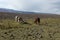 Herd of llamas altiplano in Peru