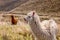 Herd Of Llamas Eating Pasture Near Chimborazo Volcano