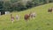 Herd of llamas grazing in British field