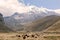 Herd Of Llamas, South America