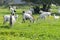 Herd of local white goats grazing in a green meadow in the mountains. Mediterranean landscape