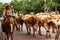 A herd of longhorn cattle parading through the Fort Worth Stockyards accompanied by cowboys on horseback