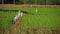 The herd while looking for food in the verdant rice field