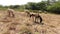 herd lots of sheep. Video. Indian sheep herding