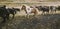 Herd of lovely Icelandic horses riding towards the meeting at the farm