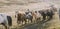 Herd of lovely Icelandic horses riding towards the meeting at the farm