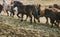 Herd of lovely Icelandic horses riding towards the meeting at the farm