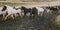 Herd of lovely Icelandic horses riding towards the meeting at the farm