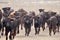 A herd of male calves charging