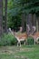 Herd of Male Fallow Deers in the Forest