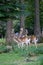 Herd of Male Fallow Deers in the Forest