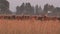 Herd of male and female bucks deers grown in captivity on pasture. Panorama. 4K