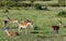 Herd of males black-faced impala antelopes (Aepyceros melampus)