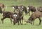 A herd of Manchurian Sika Deer Stags, Cervus nippon mantchuricus, grazing in a field. Two of the stags can be seen rutting in the