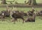 A herd of Manchurian Sika Deer Stags, Cervus nippon mantchuricus, standing and lying down in a meadow.