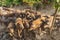 Herd of mangalica pigs