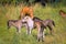 a herd of many cute colourful Icelandic Horse foals playing in the meadow