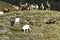 Herd from many goat in austria