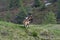 Herd from many goat in austria