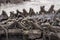 Herd of marine iguanas looking in the same direction. Selective focus on the animals