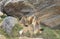 Herd of marmots in mountain