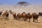 Herd of Masai cows on Kenya savannah