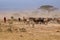 Herd of Masai cows with shepherd on Kenya savannah