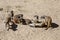 Herd meerkats playing in the sand