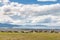 Herd of merino sheep grazing on hill above sea with blue sky