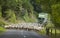 Herd of Merino sheep in New Zealand