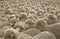 A herd of Merino sheep penned and waiting to be sheared.