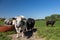 Herd of Meuse Rhine Issel cows in the fields near Maastricht