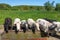 Herd of Meuse Rhine Issel cows in the fields near Maastricht