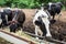 Herd of milk cow on the farm